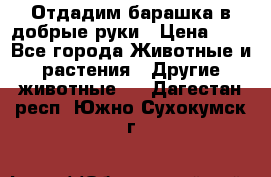 Отдадим барашка в добрые руки › Цена ­ 1 - Все города Животные и растения » Другие животные   . Дагестан респ.,Южно-Сухокумск г.